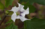 Jimsonweed